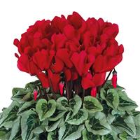 Halios<sup>®</sup> Select Red Silverleaf Cyclamen