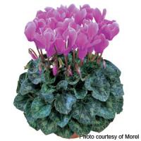 Latinia<sup>®</sup> Lilac Cyclamen