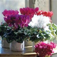 Latinia<sup>®</sup> Mix Cyclamen