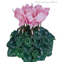 Latinia<sup>®</sup> Rose Eye Cyclamen