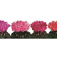 Latinia<sup>®</sup> Flamed Mix Cyclamen