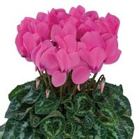 Latinia<sup>®</sup> Success Candy Pink Cyclamen