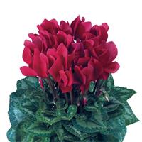 Latinia<sup>®</sup> Success Deep Magenta Cyclamen