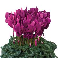 Latinia<sup>®</sup> Success Light Purple Cyclamen