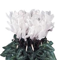 Latinia<sup>®</sup> Success Pure White Cyclamen