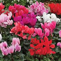 Sierra Synchro Mix Cyclamen