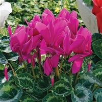 Sierra Synchro Purple Cyclamen