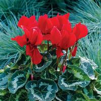 Sierra Synchro Scarlet Cyclamen