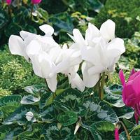Sierra Synchro White Cyclamen