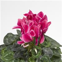 Sierra Synchro Wine Flame Cyclamen