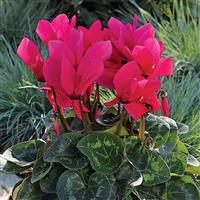 Sierra Synchro Deep Rose Cyclamen