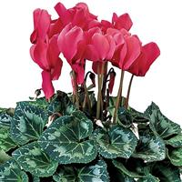 Sierra Synchro Deep Salmon Cyclamen