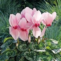 Sierra Synchro Light Pink Eye Cyclamen
