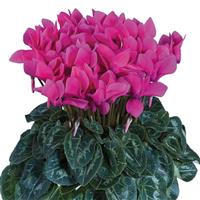 Tianis<sup>®</sup> Rose Cyclamen
