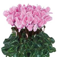 Tianis<sup>®</sup> Rose Flame Cyclamen