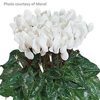 Tianis<sup>®</sup> White Cyclamen