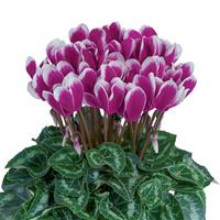 Tianis<sup>®</sup> Fantasia Purple Cyclamen