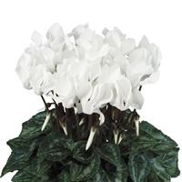 Tianis<sup>®</sup> Pure White Cyclamen