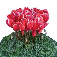 Tianis<sup>®</sup> Fantasia Red Cyclamen