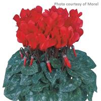 Tianis<sup>®</sup> Bright Red Cyclamen