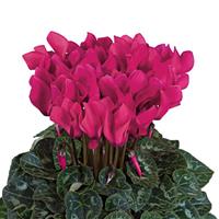 Tianis<sup>®</sup> Deep Rose Cyclamen