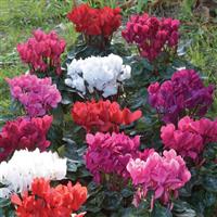 Tianis<sup>®</sup> Success Mix Cyclamen