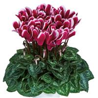 Tianis<sup>®</sup> Fantasia Deep Magenta Cyclamen