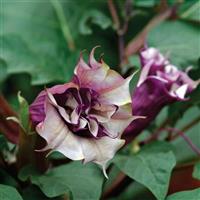 Ballerina Purple Datura