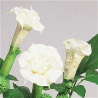 Ballerina White Datura