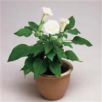 Ballerina White Datura