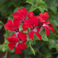 Reach Out Red Ivy Geranium