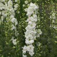 QIS White Larkspur