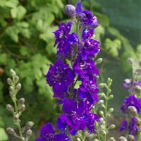 QIS Dark Blue Larkspur