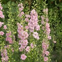 QIS Light Pink Larkspur