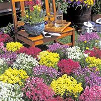 Fantasy Spring Mix Linaria