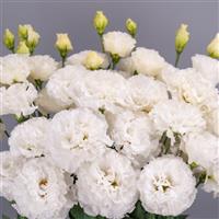 Celeb 3 White Lisianthus