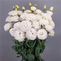 Celeb 3 White Lisianthus