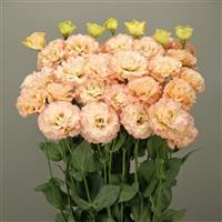 Celeb 2 Apricot Lisianthus