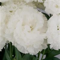 Celeb 2 Crystal Lisianthus