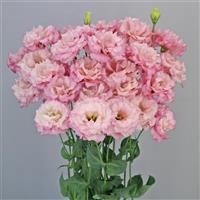 Celeb 2 Lovely Pink Lisianthus