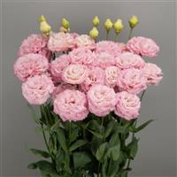 Celeb 2 Pink Mimi Lisianthus