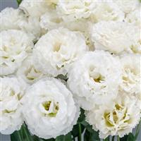 Celeb 3 Crystal Lisianthus