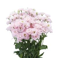 Esprit 1 Light Pink Lisianthus