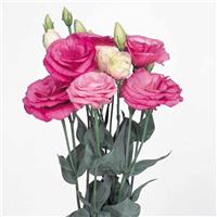 Excalibur Rose Pink Cut Flower Lisianthus