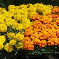 Happy Mix French Marigold