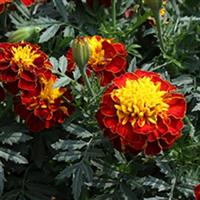 Happy Spry French Marigold