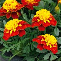 Super Hero Spry French Marigold