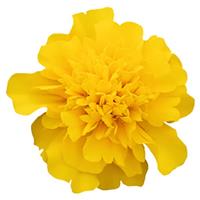 Super Hero Deep Yellow French Marigold