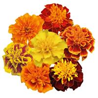Super Hero Maxi Mix French Marigold