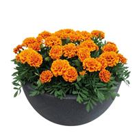 Super Hero Orange Bee French Marigold